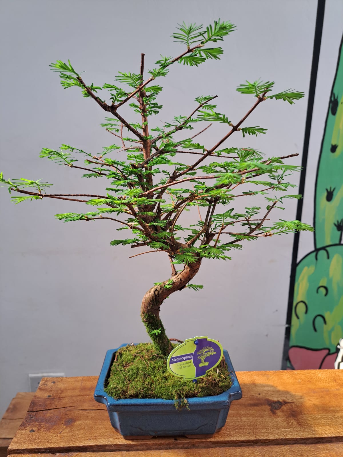 Redwood Bonsai (Metasequoia)