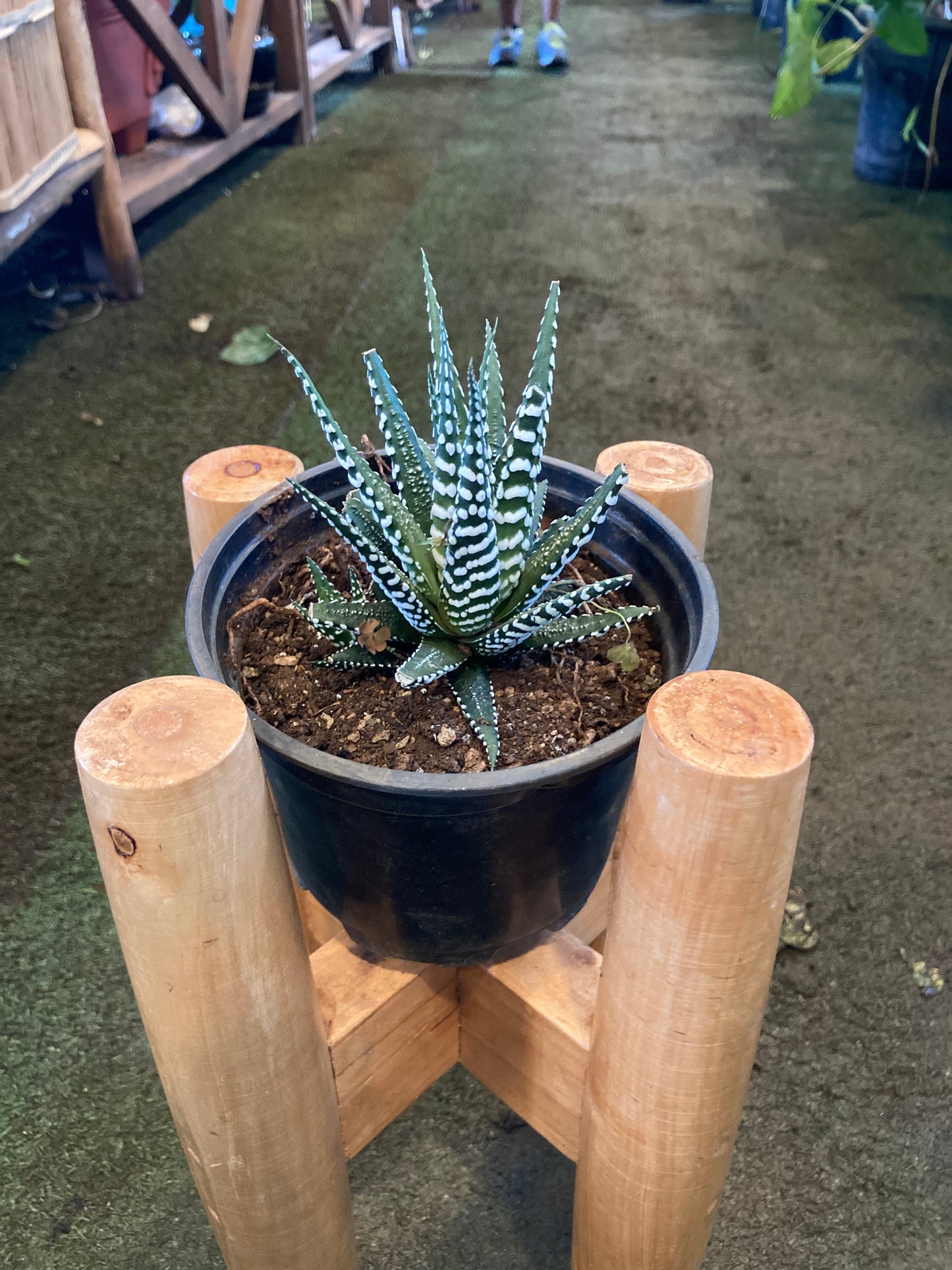 Haworthia (OFFER)
