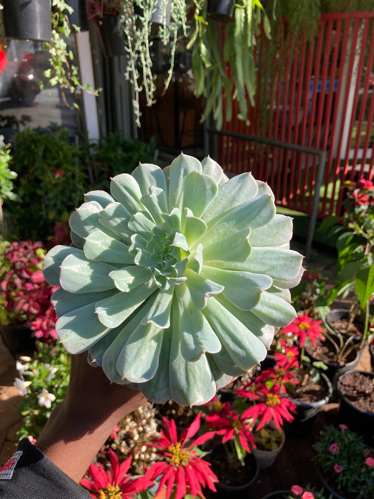 Succulents Large