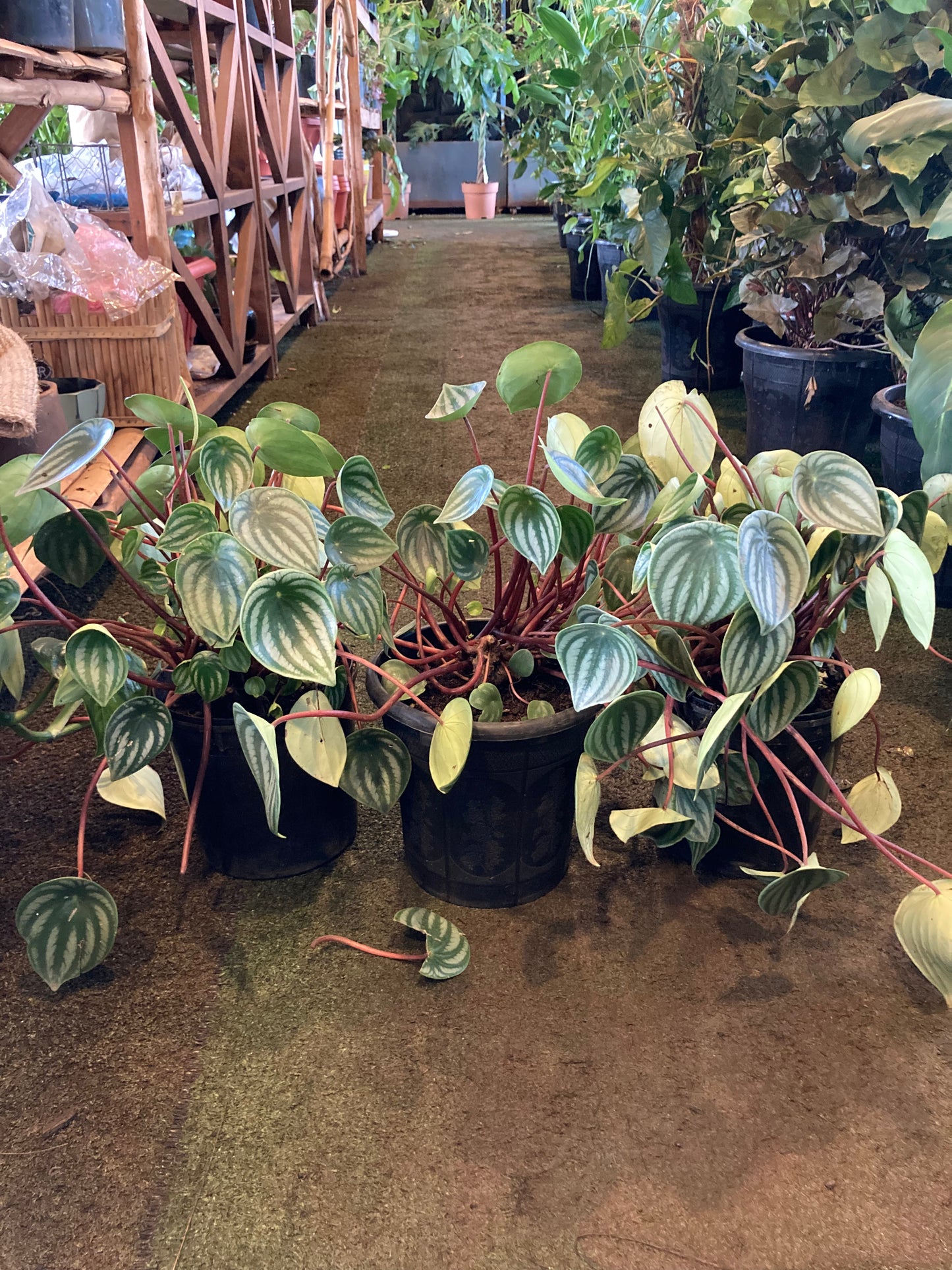 Watermelon Peperomia(OFFER)