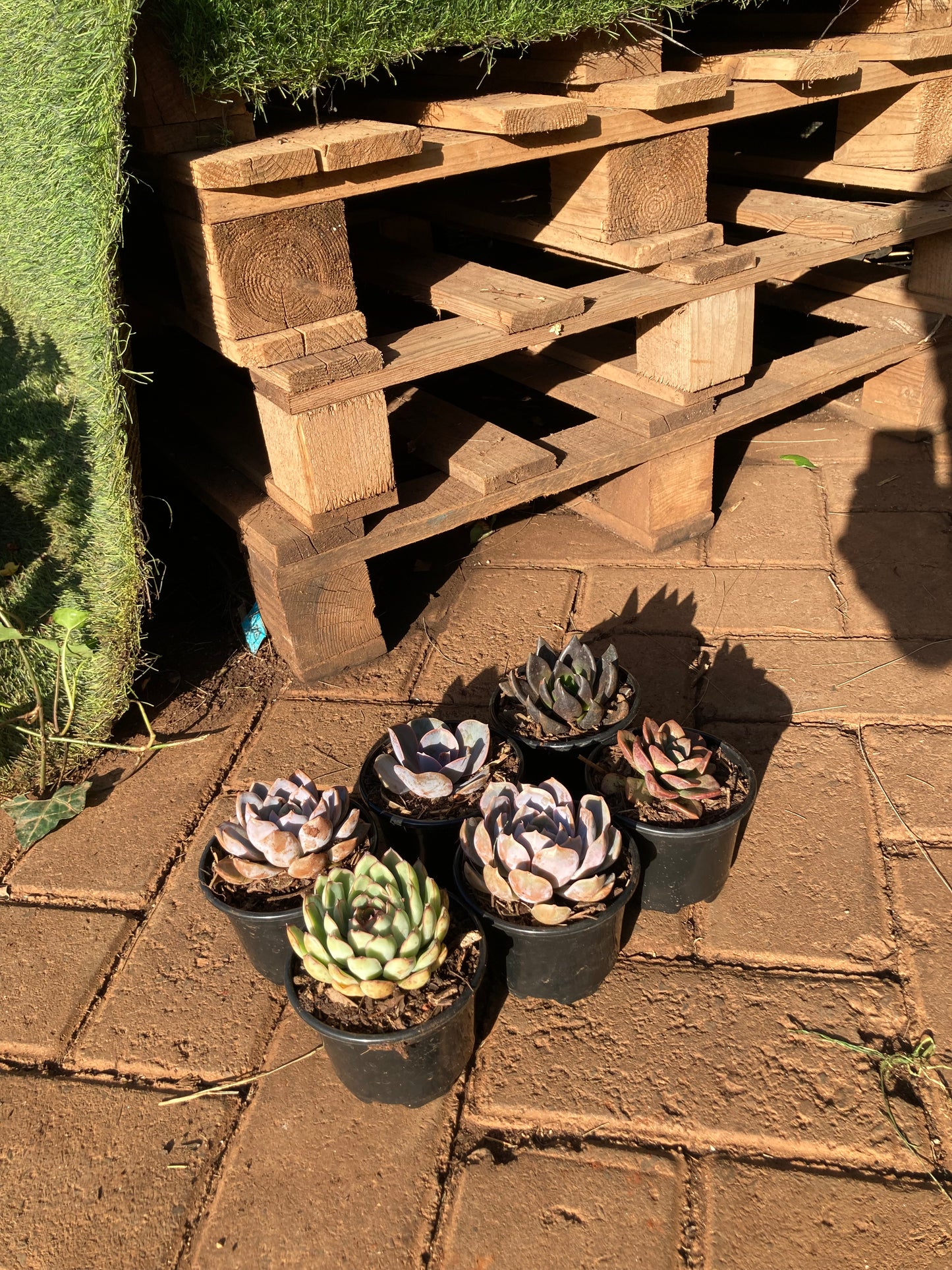 6 pack succulent (OFFER)