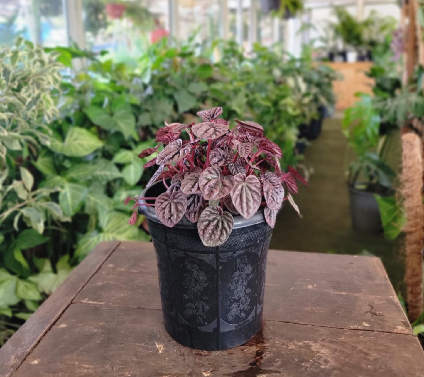 Peperomia Caperata 'Schumi Red'