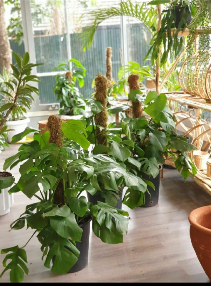 Monstera Deliciosa- Climbing