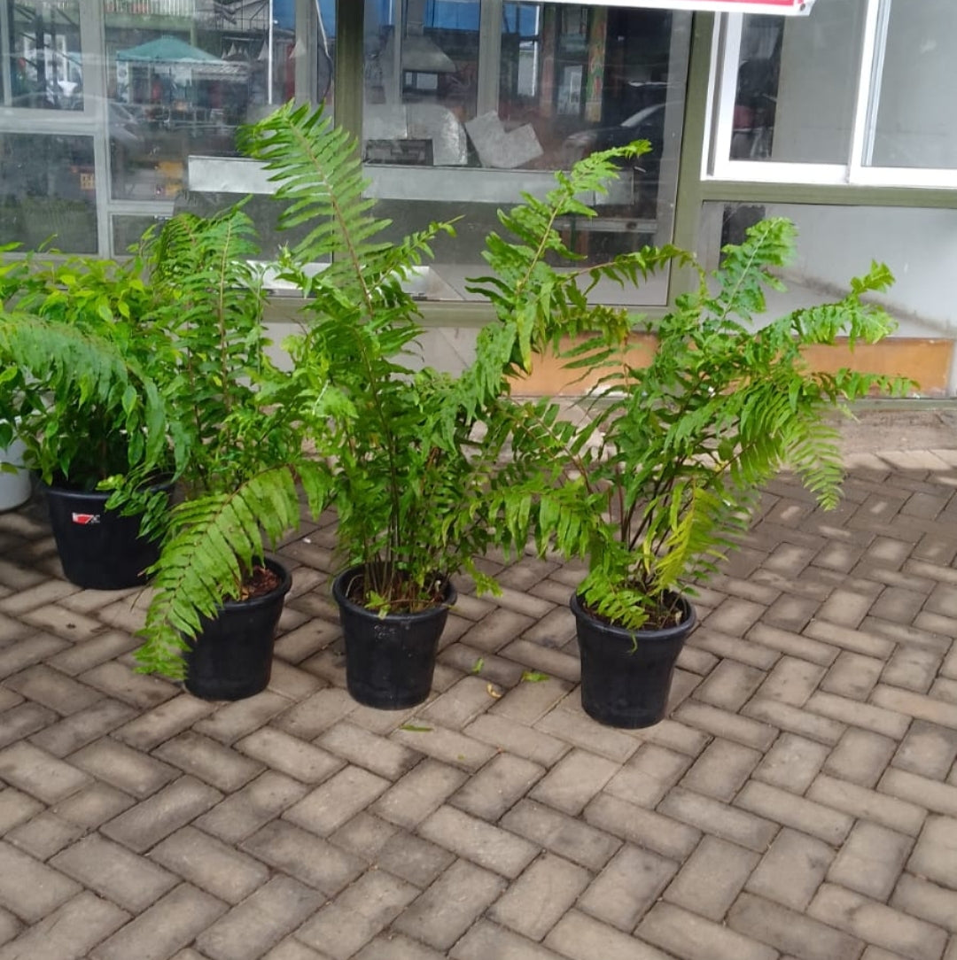 Giant Boston Fern
