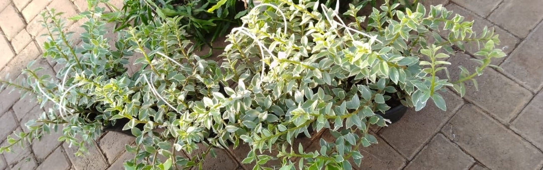 Variegated Hanging