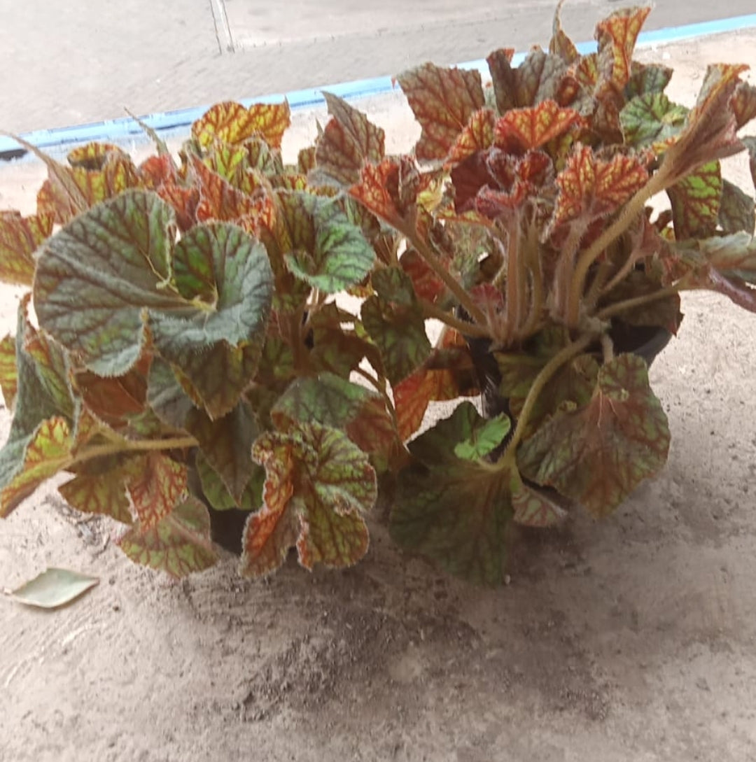 Begonia