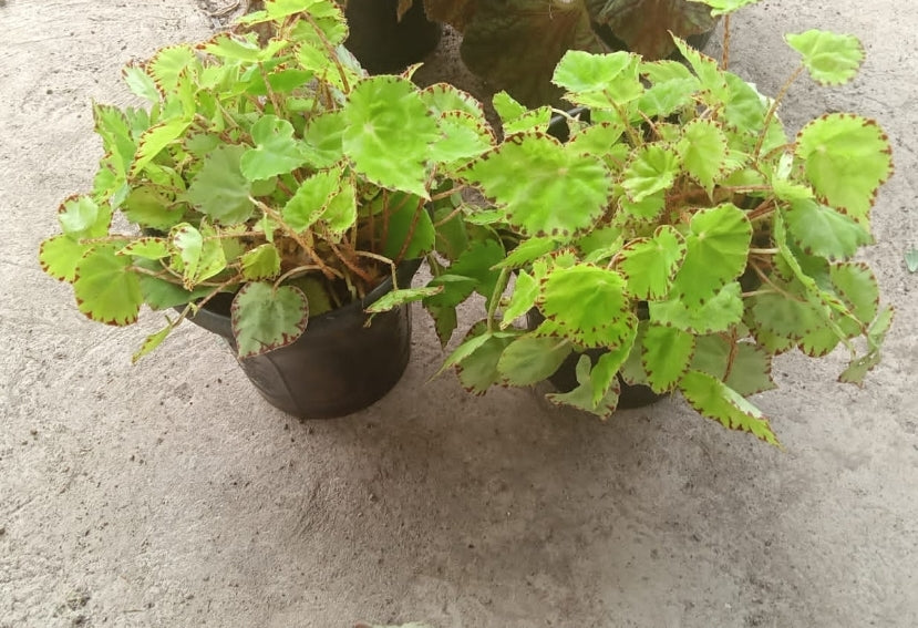 Begonia Lemon