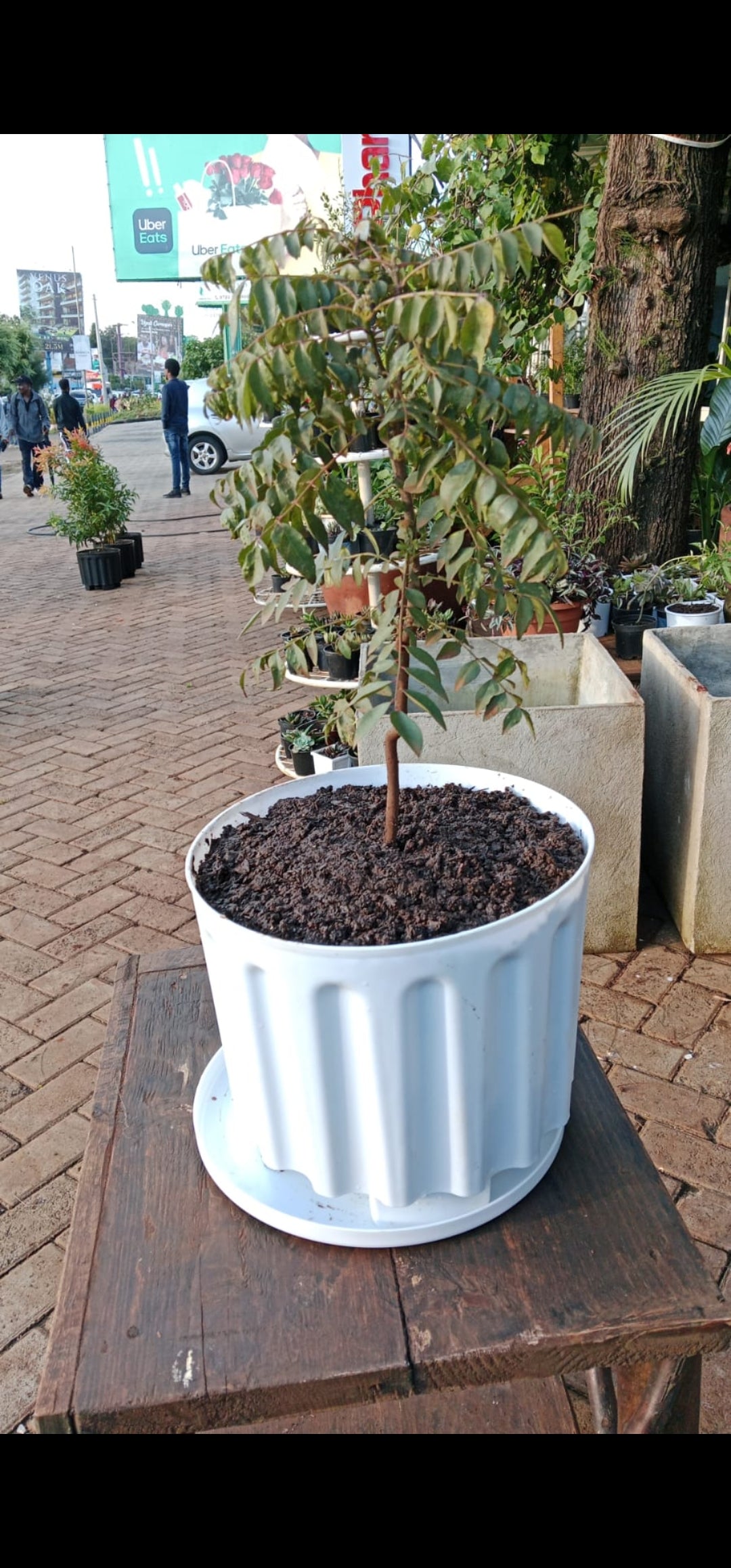 Curry Leaf Tree