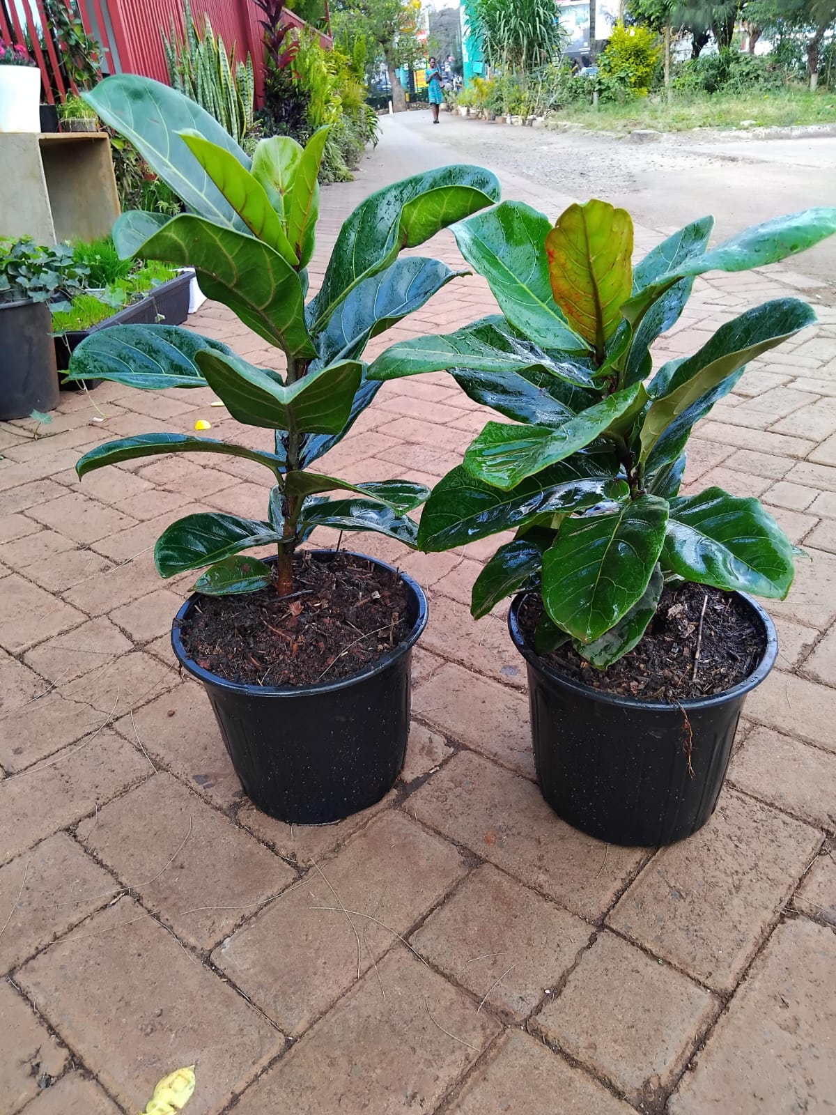 fiddle leaf fig em portugues Ficus lyrata