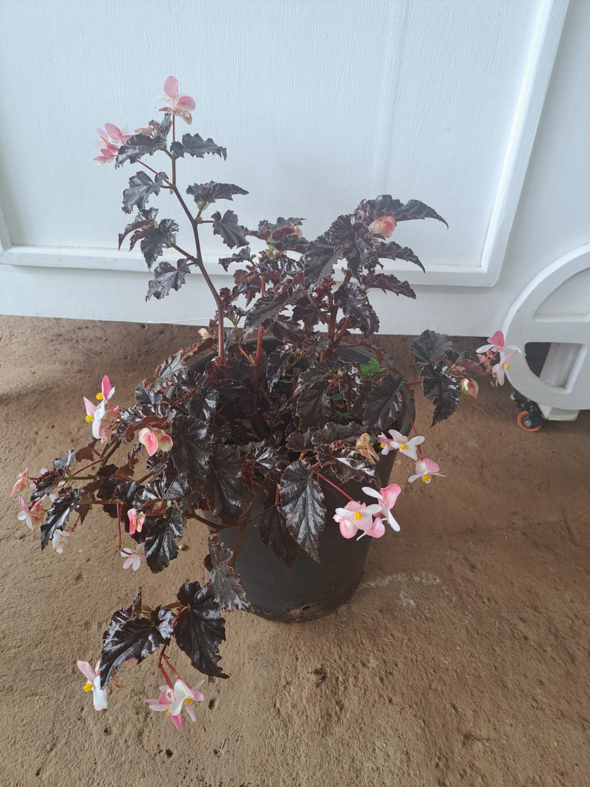 Begonia black magic
