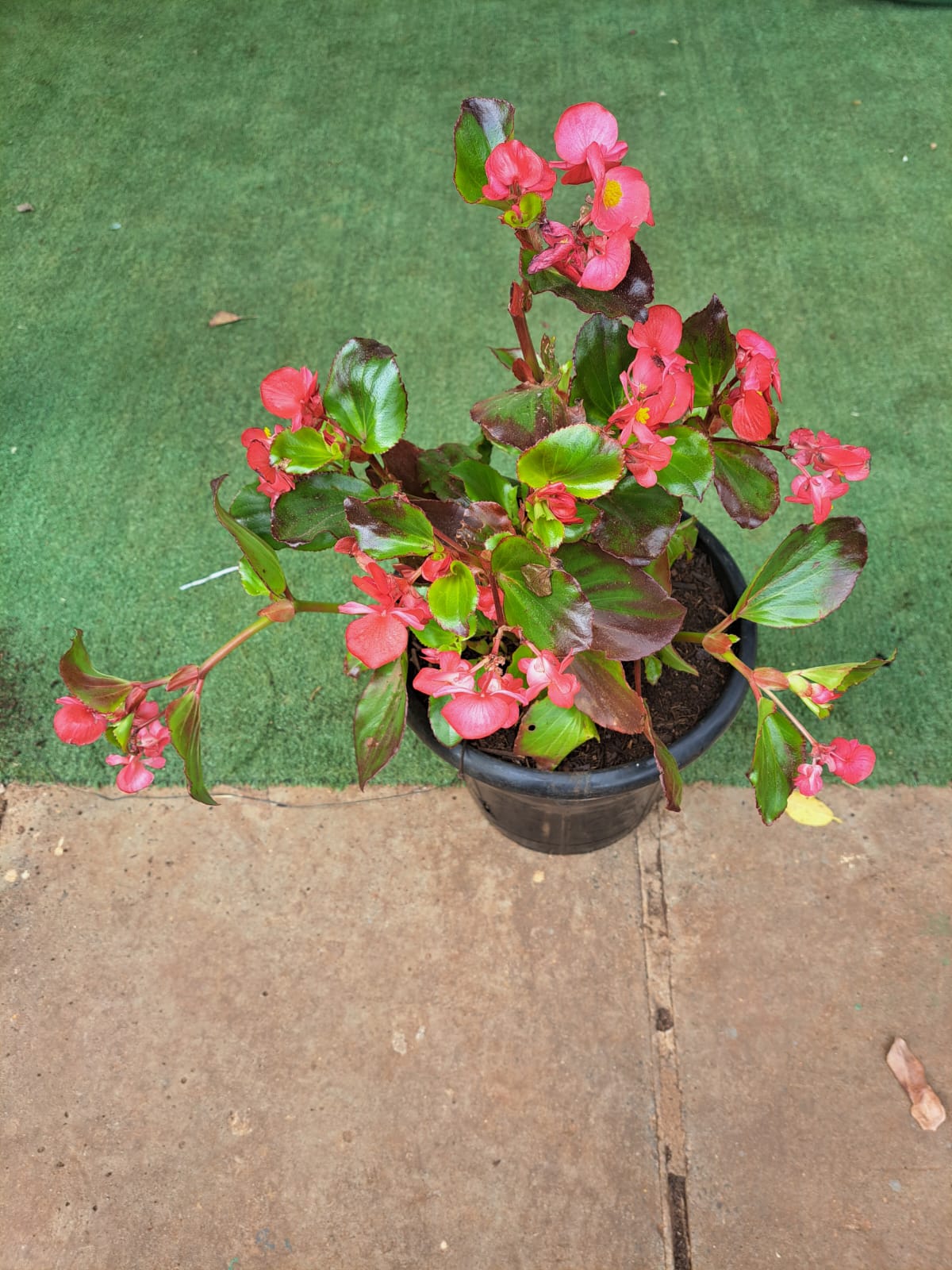 Begonia semperves