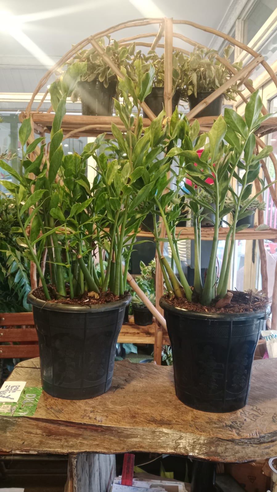 Zamioculcas Zamiifolia. ( zz plant / Zanzibar Gem)