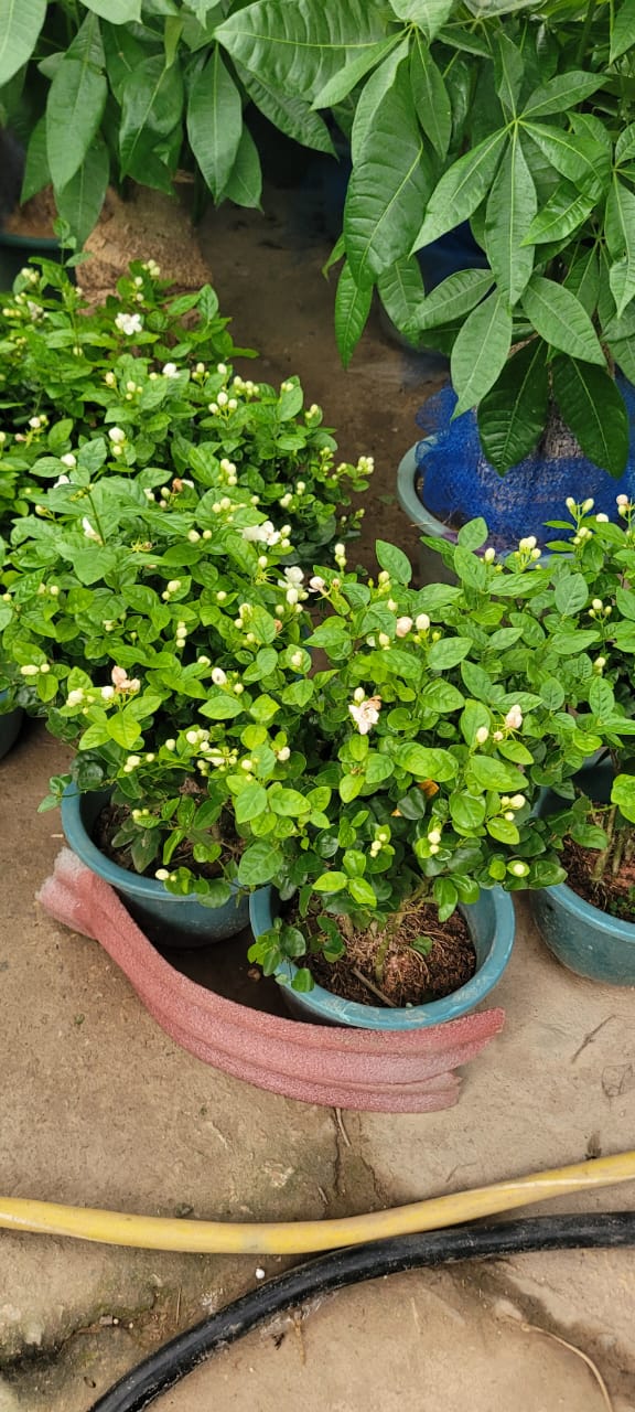 Arabian Jasmine