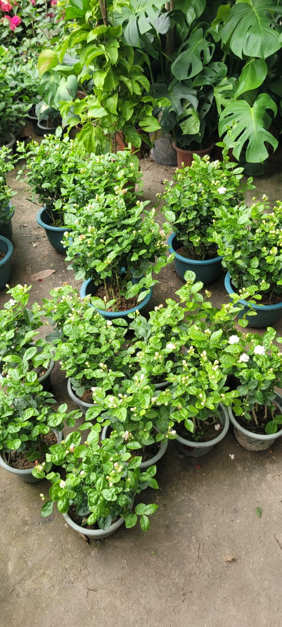 Arabian Jasmine
