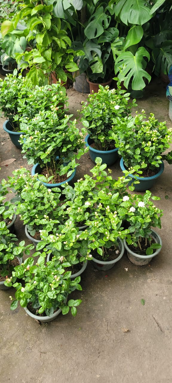 Arabian Jasmine