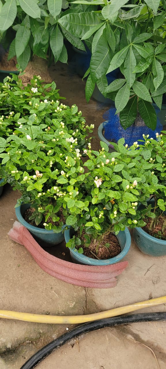 Arabian Jasmine