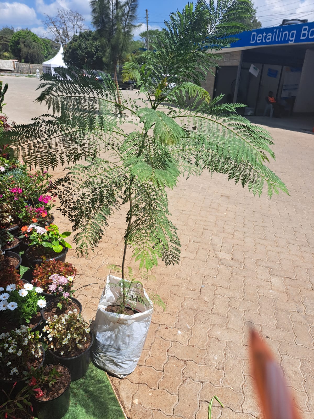 Purple Jacaranda Tree