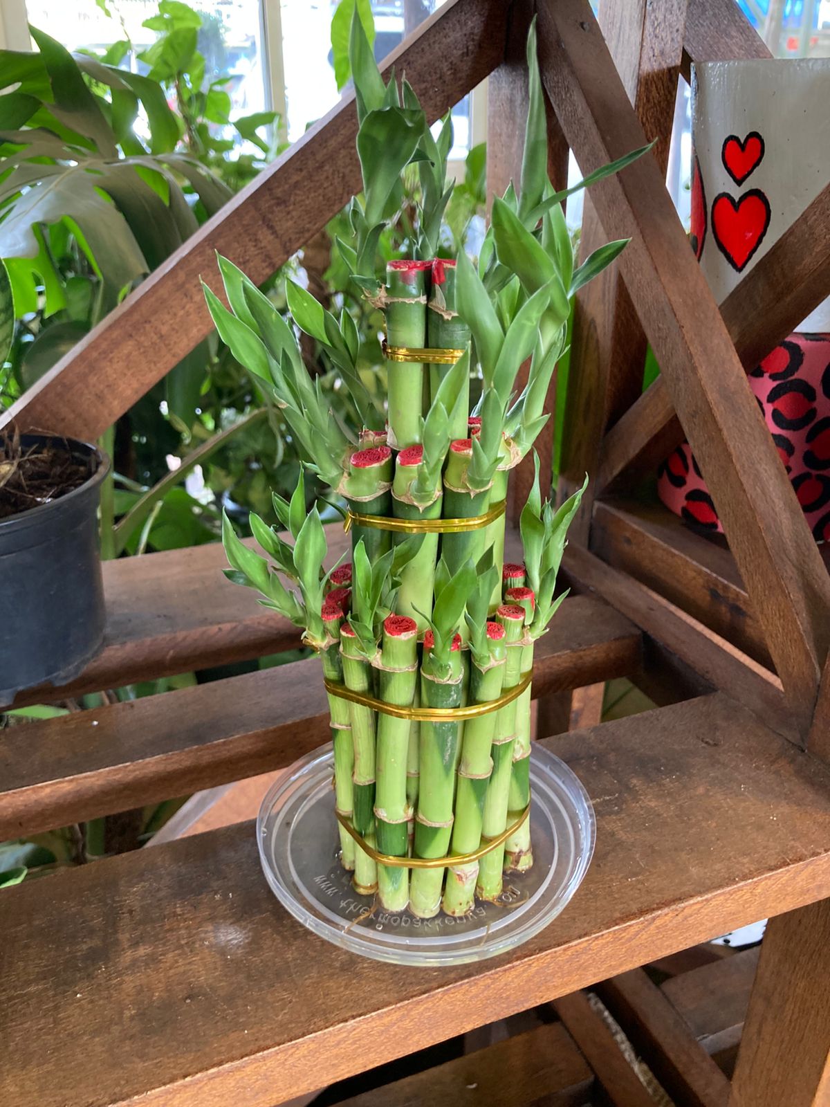 Red Lucky Bamboo