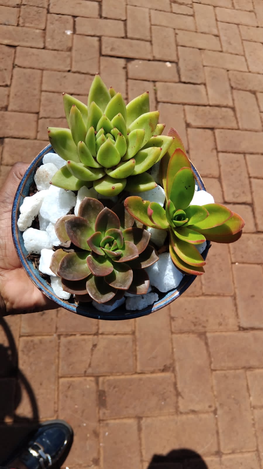 Succulents arrangements