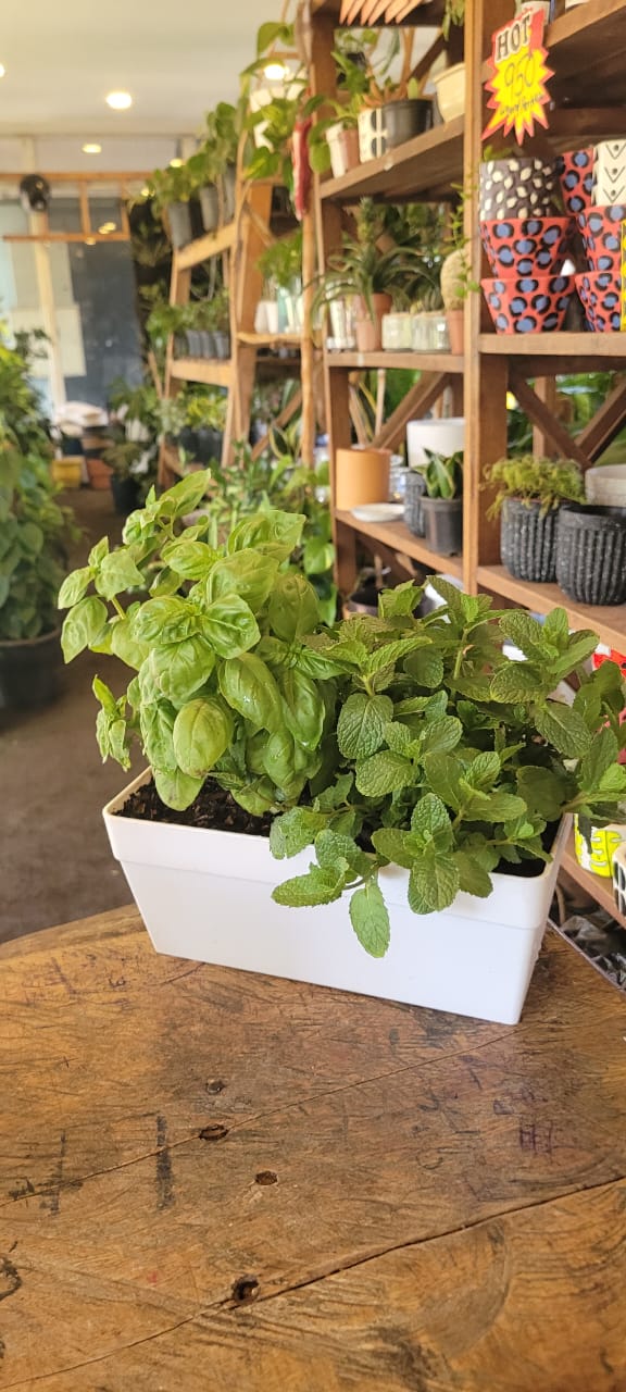 Herbs in trough (2 different herbs)