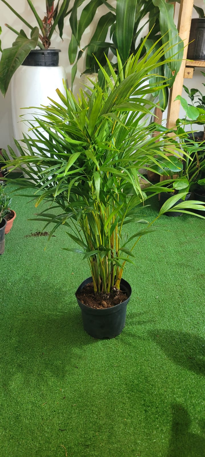 Areca palm
