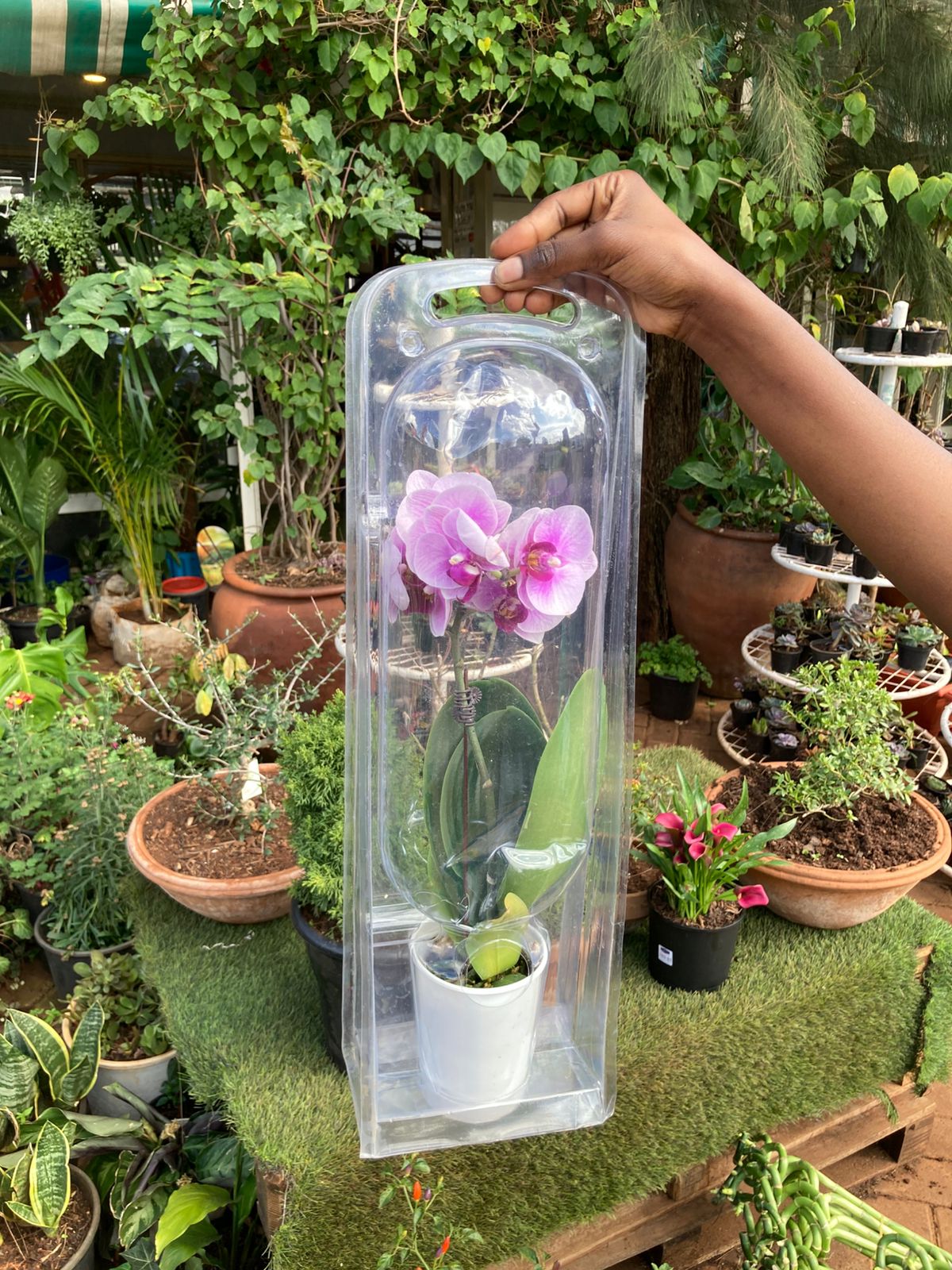 Orchids