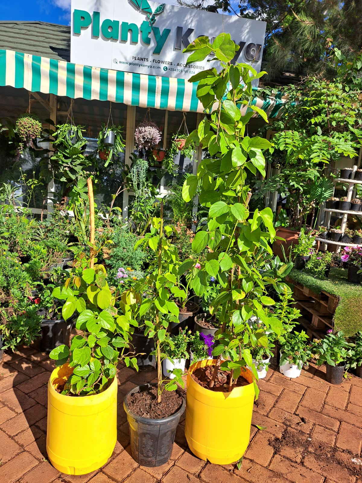 Red Vine Jade