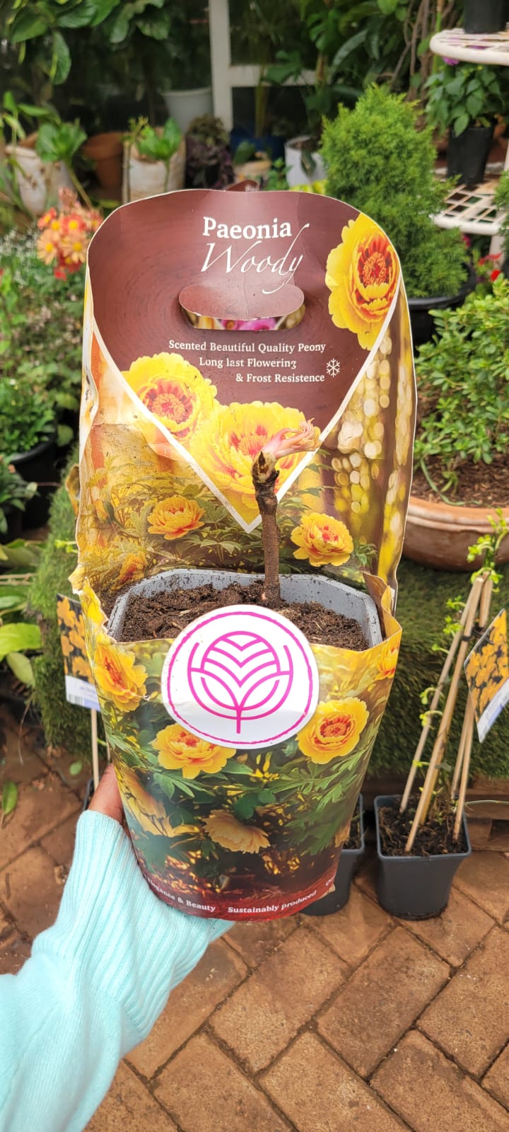 Grafted Tree Peony