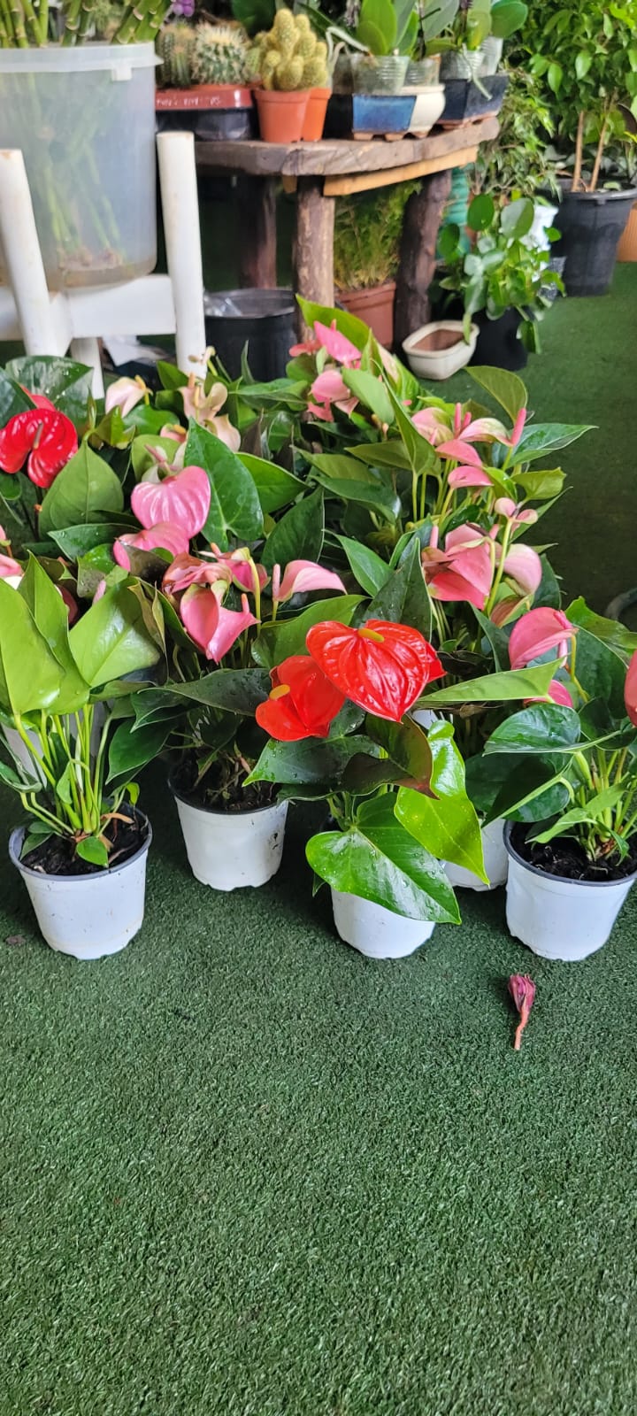 Miniature Anthurium