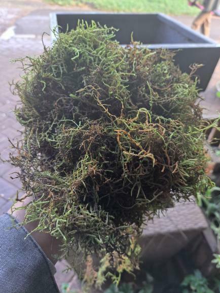 Live moss