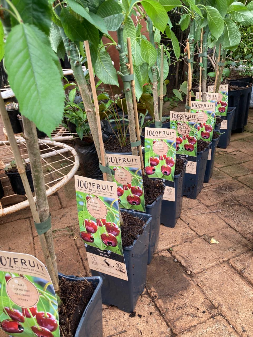 Prunus Regina