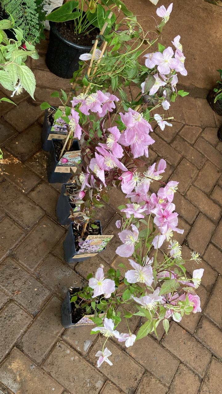 Clematis Montana