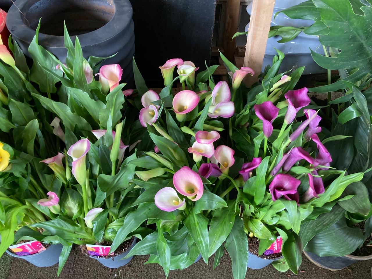 Premium Calla Lilies (Zantedeschia)