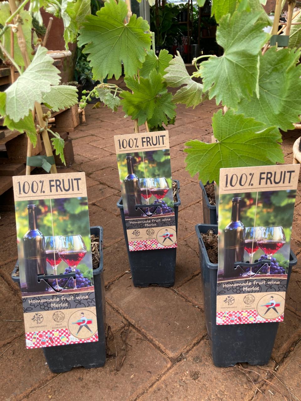 Merlot Wine Grape Vines
