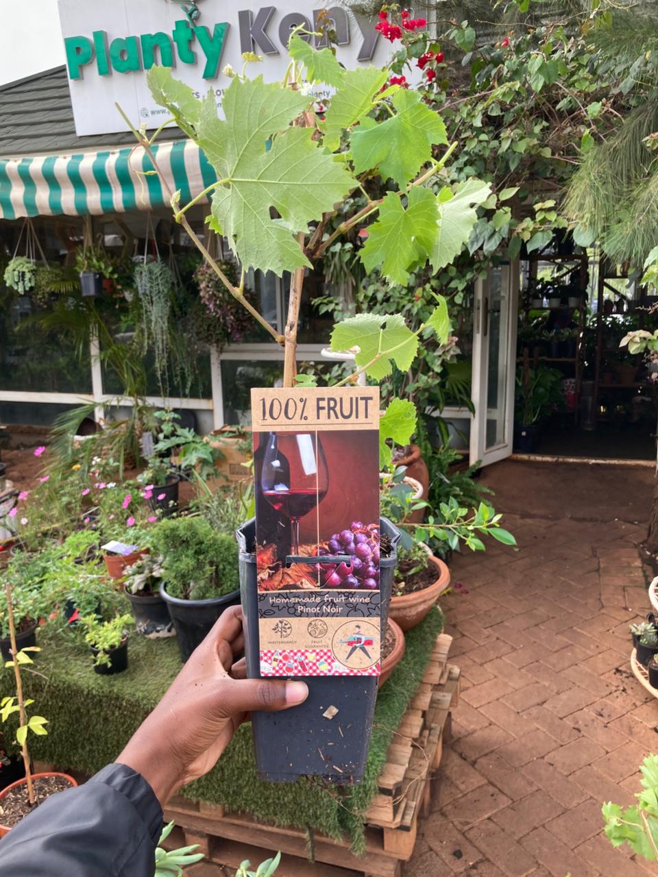 Premium Pinot Noir Wine Grape Vine (Vitis vinifera 'Pinot Noir')