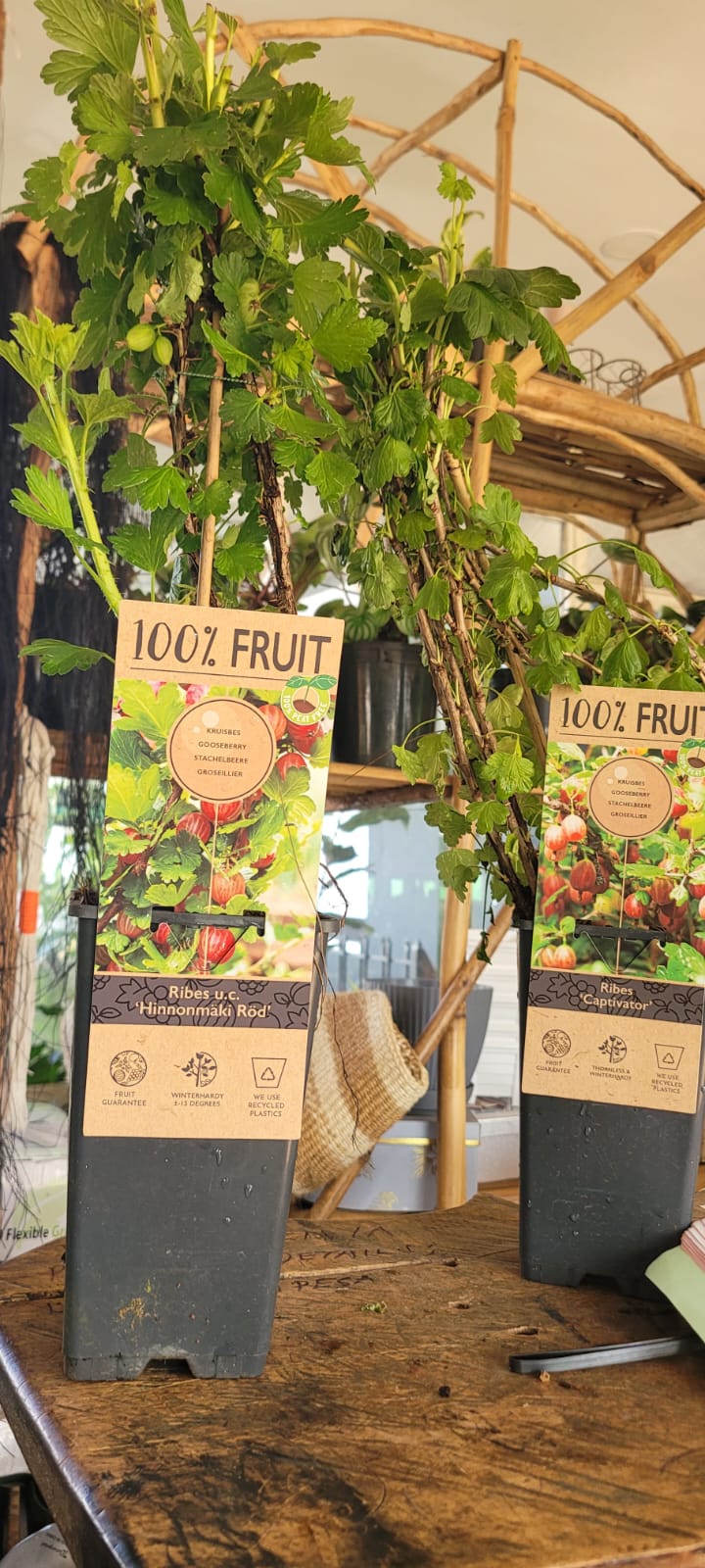 Premium Gooseberry Bush (Ribes uva-crispa)