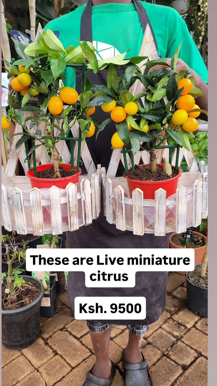 Miniature Citrus Kumquat