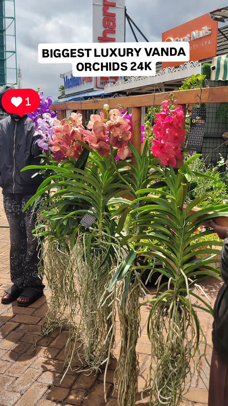 Vanda Orchid