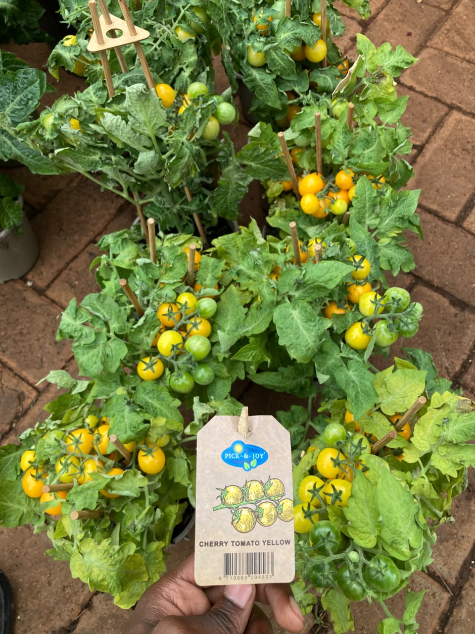 Cherry Tomato