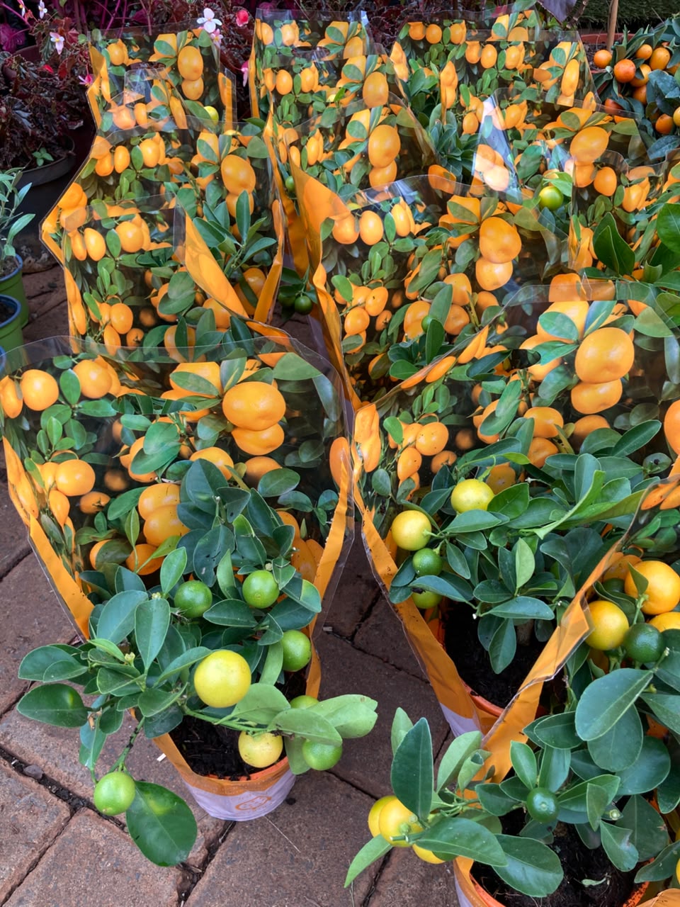 Miniature Citrus Orange