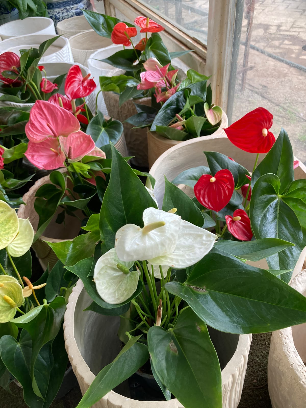 Anthurium