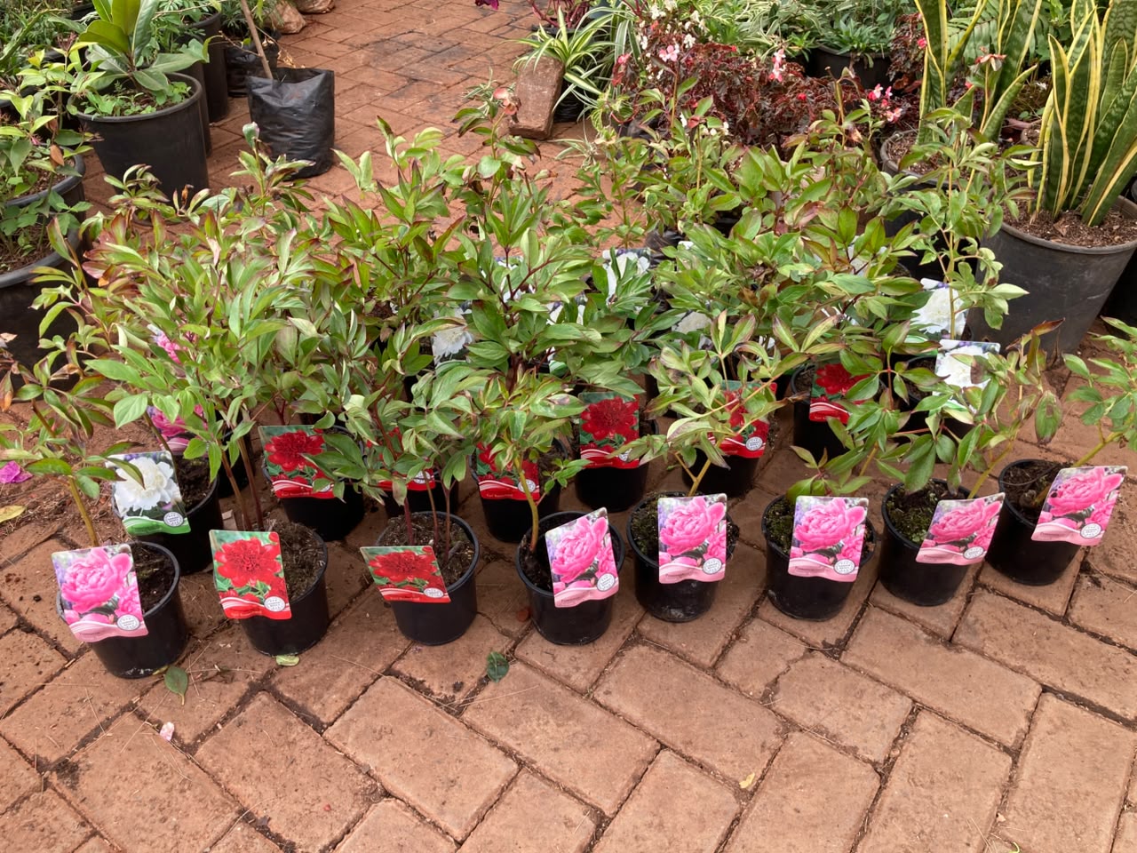 Mix Peony Plants