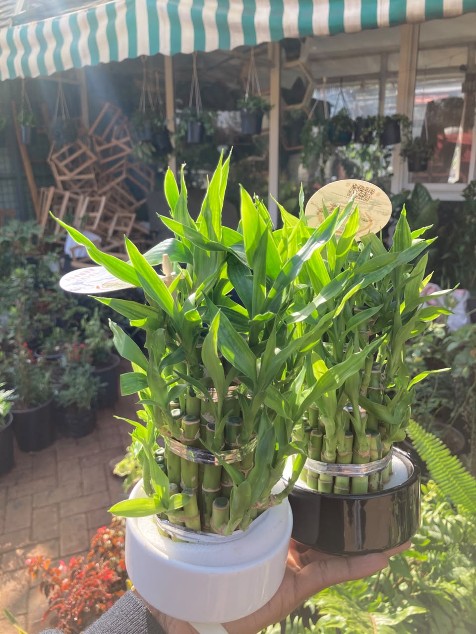 Lucky Bamboo in Vase
