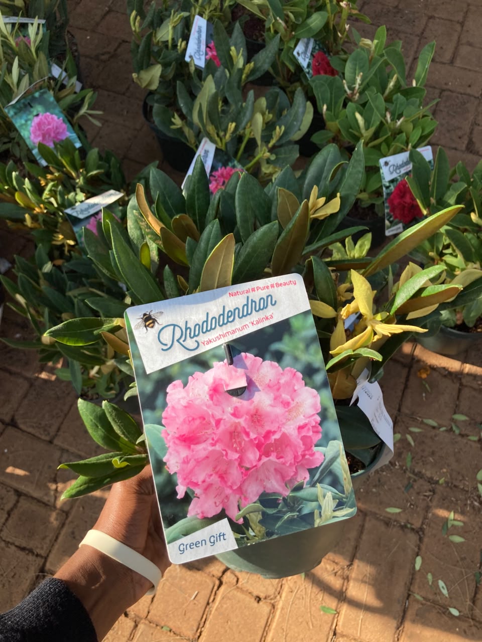 Rhododendron