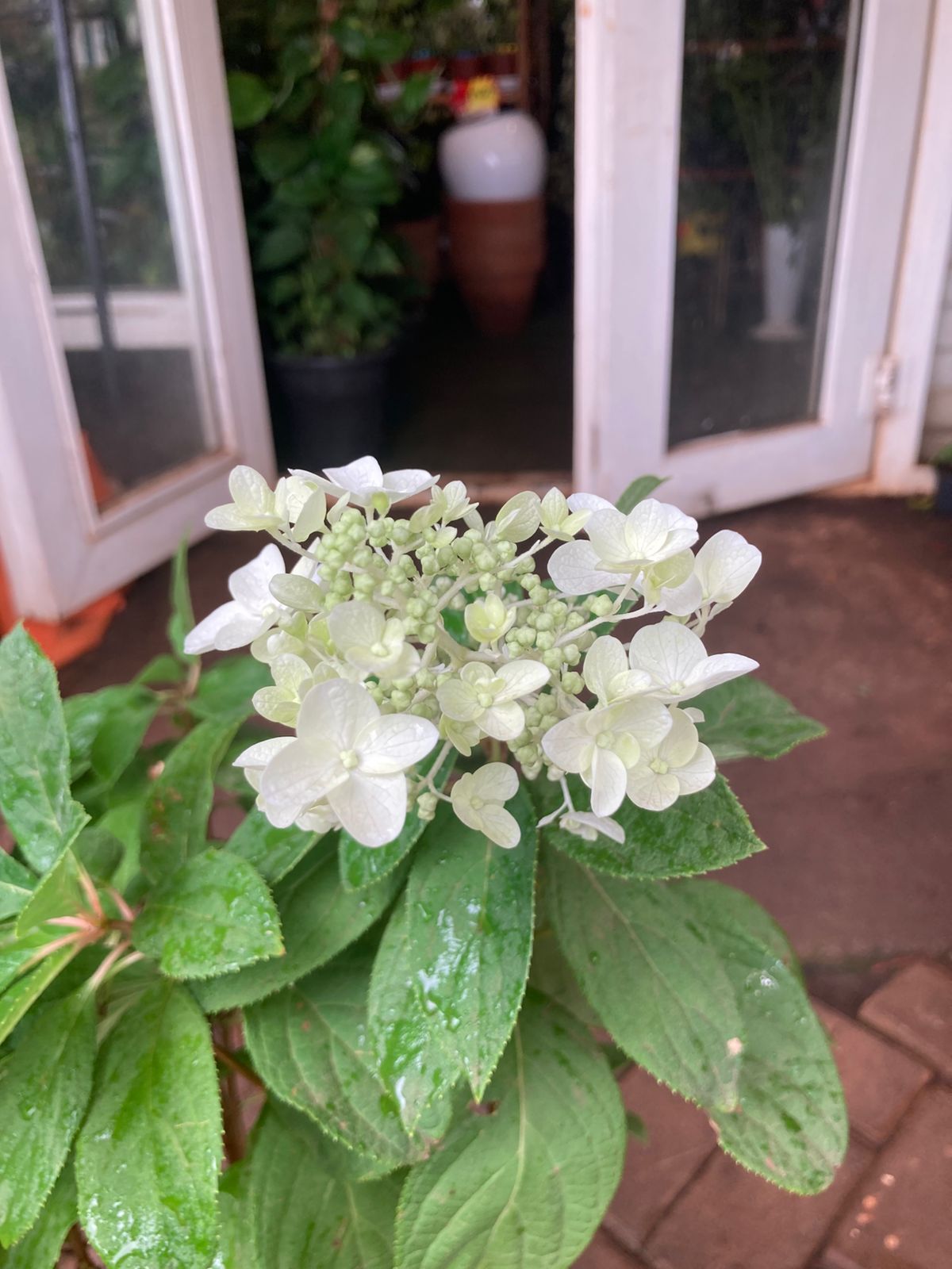 Hydrangea Pinacculata