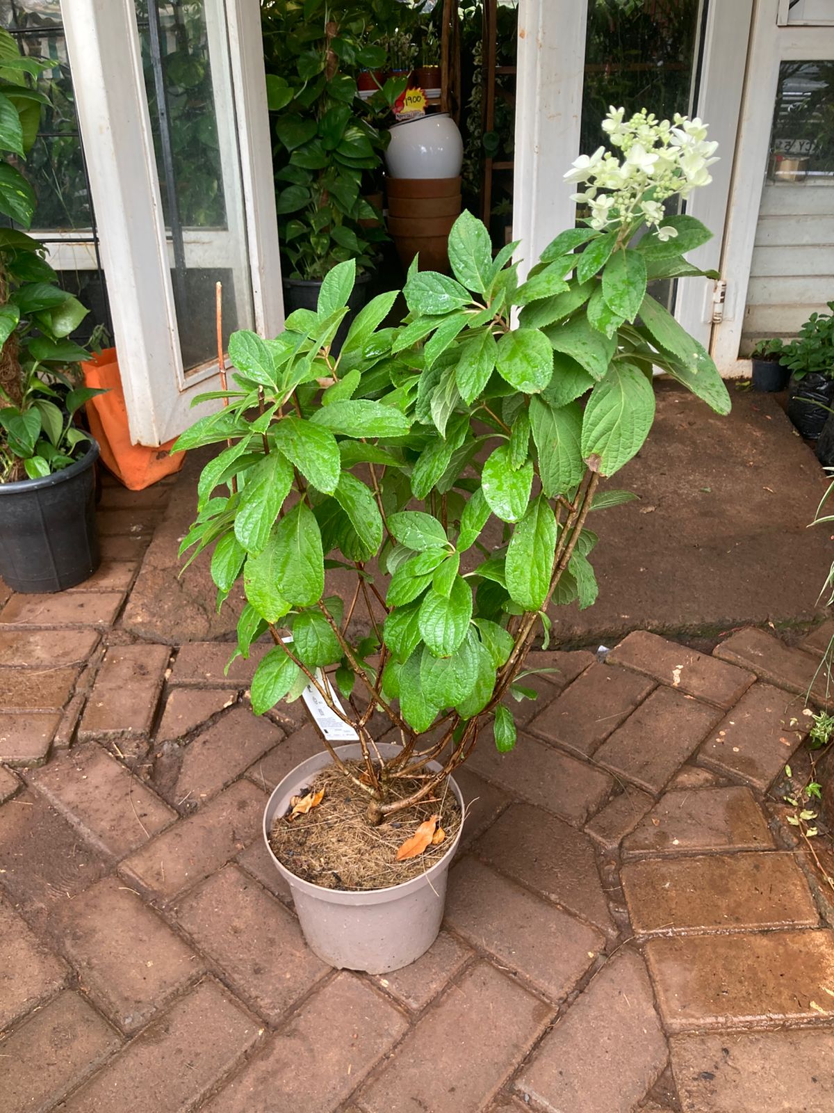 Hydrangea Pinacculata