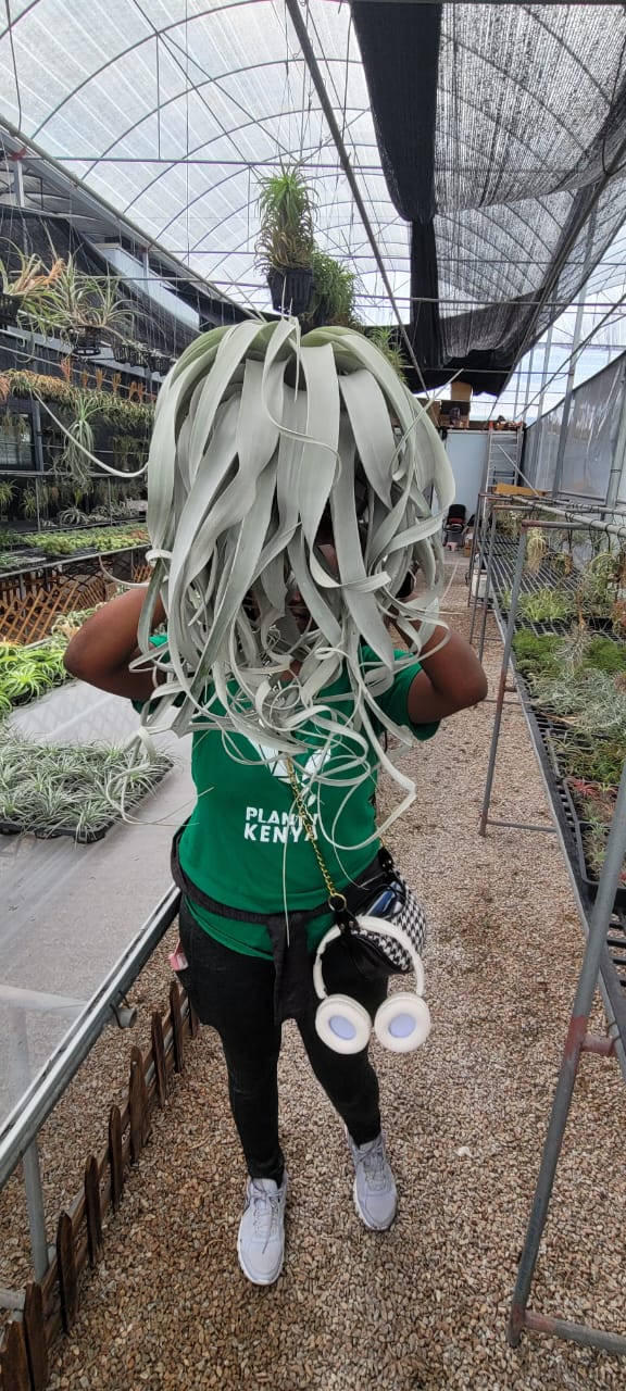 Air plants(imported)