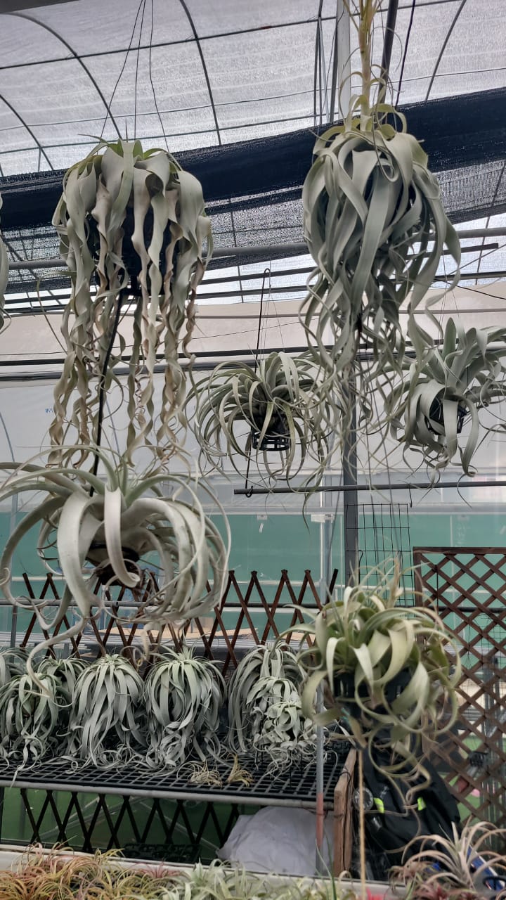 Air plants(imported)