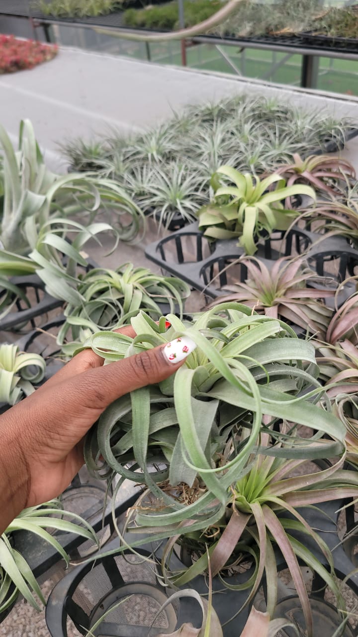 Air plants(imported)