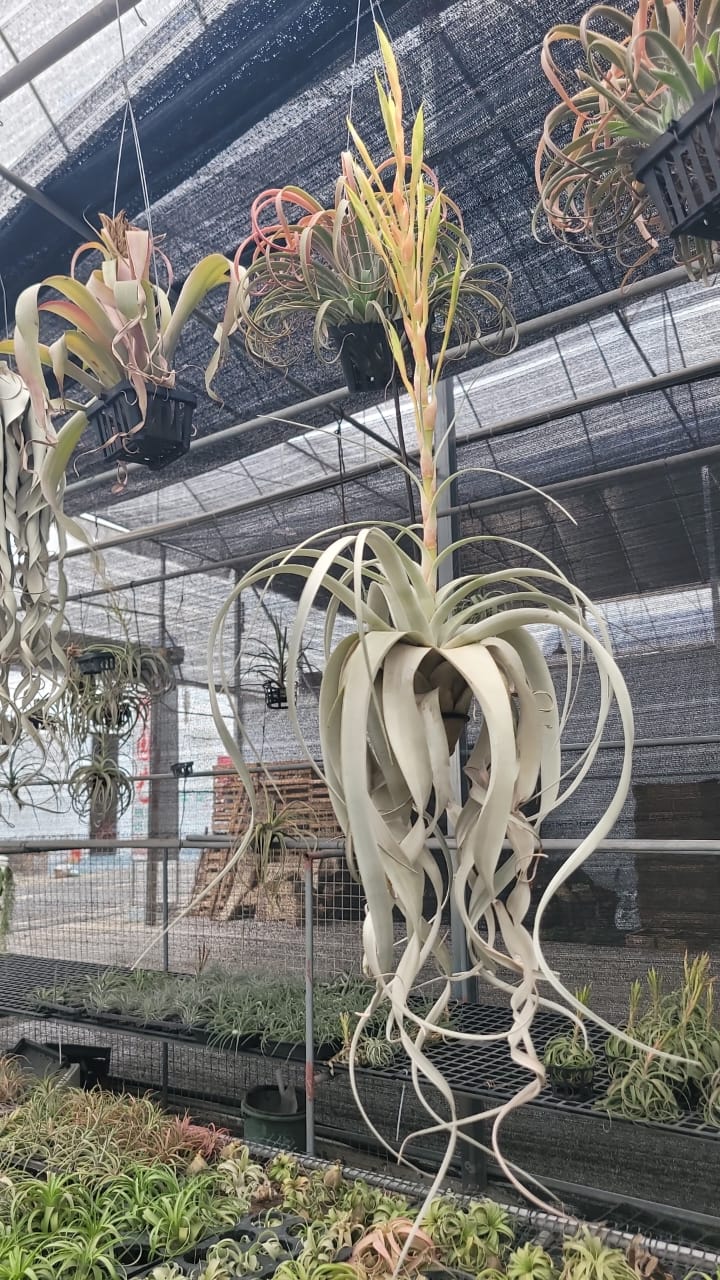 Air plants(imported)